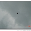 黑色大鳥？是風箏啦！七月到九月是峇里島的風箏季！