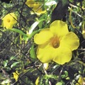 鵬程萬里前的小黃花