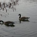 wild geese 41