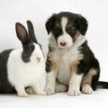 easter bunnies 2