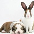 easter bunnies 7