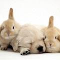 easter bunnies 10