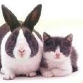 more bunnies 2