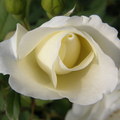 Rose 36