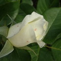 Rose 37