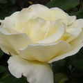 Rose 40