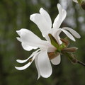 Spring2010 - Star Magnolia