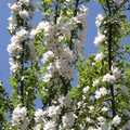 Spring2010 - My Neighbor's Apple Flower 4