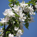 Spring2010 - My Neighbor's Apple Flower 3