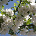Spring2010 - My Neighbor's Apple Flower 2