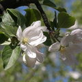 Spring2010 - My Neighbor's Apple Flower 1