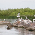Birds on the Lake Puckaway, WI