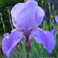 鳶尾花 Iris, Spring 2007, #04