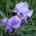 鳶尾花 Iris, Spring 2007, #05