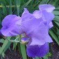 鳶尾花 Iris, Spring 2007, #06
