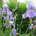 鳶尾花 Iris, Spring 2007, #22