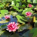 re-taylor Moody's Lily in the Pond.