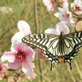 有幸拍到一只美丽的蝴蝶，它不停地飞，只拍了这一张清晰的。