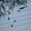电线上栖息的燕子，是盛夏最奇特美妙的音符。