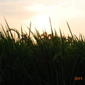 夕陽伴著稻穗