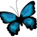 Blue Butterfly+左