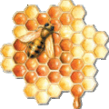 蜜蜂+蜂巢