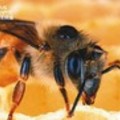 蜜蜂與植物的共生關係已經延續一億年，估計三分之一以上的農作物仰賴其授粉。圖／國家地理頻道提供【20080420聯合報】