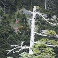 圖中紅屋、國旗處即為排雲山莊海拔3402公尺，它的後方更高處還是一片綠色林木。 聯合報資料照片／記者林錫銘攝影