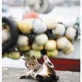 「貓博士夫人」簡佩玲在日本宮城縣田代島拍的攝影作品「跌倒」。圖／簡佩玲提供