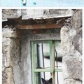 台灣山城猴硐的貓，在鏡頭下看來有股自在的沉穩。圖／簡佩玲提供
