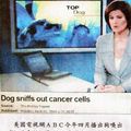 美國電視網ＡＢＣ今年四月播出狗嗅出癌細胞專題報導。記者周宗禎／攝自網路