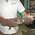 兩隻台灣松雀鷹昨天下午先後在台南市「墜鳥」，送到慈愛動物醫院野鳥救生站照顧。記者鄭惠仁／攝影