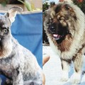 高加索犬（右）體型碩大凶猛，最重可到150公斤，高雄市咬死雪納瑞（左）的高加索犬，重41.9公斤，同型犬中算小的。聯合報資料照片