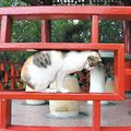 ●動物大頭貼／偷偷練功●圖片源自【20100927聯合報d4繽紛】