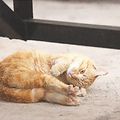 當隻貓，不就是如此這般：雨天找個隱密處窩起來睡一整天啥也不用管，有太陽的下午就出門走貓步，心情美麗就翻來滾去曬肚子，什麼煩惱？管他去！圖／王瓊賢