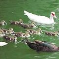 高雄市中央公園人工湖畔，最近孵出兩窩小鴨，計有19隻，牠們是同父異母，但都一起下水優游，兩隻母鴨則游在兩側保護著小鴨子。記者陳金聲／攝影