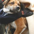 日本地震發生至今已三周，搜救人員在宮城縣氣仙沼市外海，救起一隻可能在海上漂流22天的狗。(美聯社）