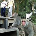 高雄市壽山公園「猴」滿為患，不時傳出獼猴攻擊事件，民眾登山健行時無不小心翼翼，與猴群保持安全距離，避免遭到「毒手」。聯合報資料照片／記者劉學聖攝影