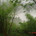 暴風雨後阿里山中的山嵐景色很美《攝影  咖啡的歲月》