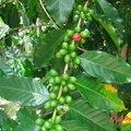 原來這就是長咖啡豆的咖啡樹《攝影  咖啡的歲月》