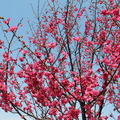 其實,不用跑到武陵,新竹科學園區內的力行路,櫻花綻放時也是很美麗的,雖然還沒到盛開期,我已迫不急待的要把它照下來