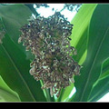 巴西鐵樹開花過程 - 1