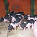 麝香豬又稱小香豬迷你豬.品種是這幾年配種出來的.有些人當作寵物養.