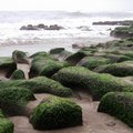老梅海岸藻礁19