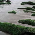 老梅海岸藻礁31