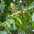 Arabica 咖啡的豆