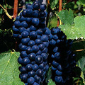Shiraz 葡萄
