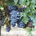 Cabernet Sauvignon 卡本內蘇維濃種紅葡萄