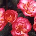 玫瑰露中添加的 floribunda_rose