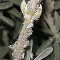 Aphids-on-lupine1蚜蟲遍佈在羽扇豆上